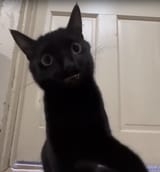 stunnedmoonie