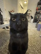 gentlemoonie