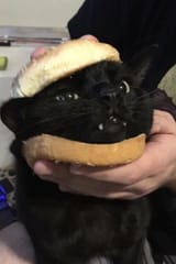 mooniesandwich