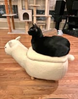 mooniemounted