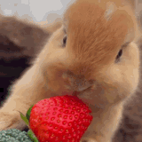 bunny-strawberry