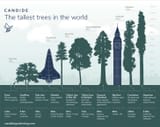 trees