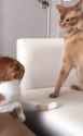 cat_slaps_other_cat_thumb.jpg