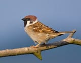 Tree-Sparrow-2009-16-02