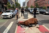carriage-horse-dies-11th-ave-6-1933-2606-1754464808