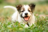 puppy4