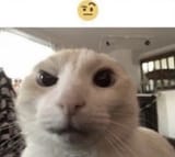 1707448526785093