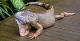 iguana