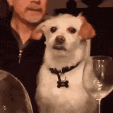 Dog3