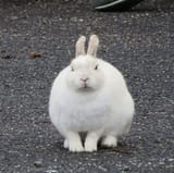 1733870507613494
