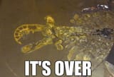 It&#039;s Over...