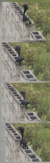 Sir Squirrel mighty jump