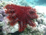 acanthaster_planci_3