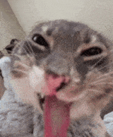 zesty-cat-niklas