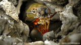 mantis shrimp