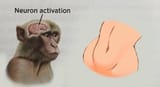 Neuron Activation