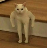cat54352345234