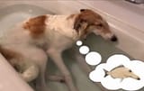borzoi fish
