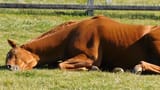 sleepy grass wonder