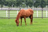 grass eater