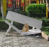 Fat cat