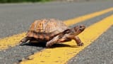 slow-turtle-314809027