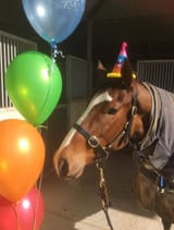 horsebirthday
