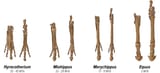 Horse-Hooves-Progression-Diagram