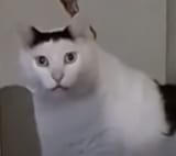 1723063298507837