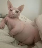 bingus