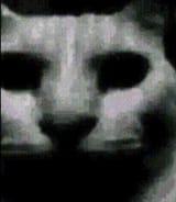 1752002346509237