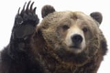 Follow the Bear