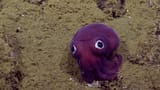 ultros if he real