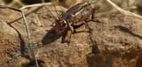 cricket