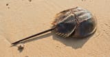 horseshoe-crab-full-width