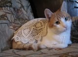 homely cat