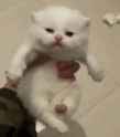 kitten-waves_thumb.jpg