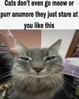 cat stare
