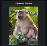 anti-vappa
