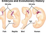 embryos2