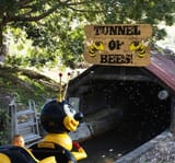 bees
