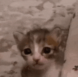 sadkittie