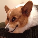 corgi vai että niin