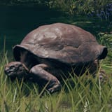 ER_Enemy_Turtle