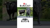 牛になった（？）コントレイルの面白い雑学 (BQ)