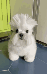 funny-white-dog-dog-images