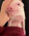 pige petting_thumb.jpg