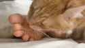 feet_lick_thumb.jpg