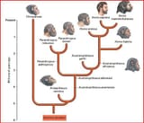 neat-evolution-of-humans-cladogram-australopithecus-erectus-sapiens