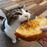gilled cheese